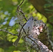 Picture/image of Tufted Titmouse