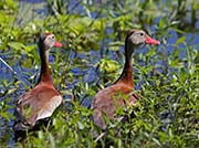 Picture/image of Black-bellied Whistling Duck
