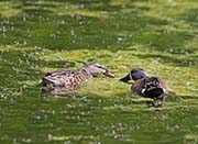 Picture/image of Blue-winged Teal