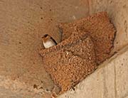 Picture/image of Cave Swallow