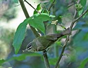 Picture/image of Red-eyed Vireo