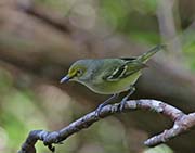Picture/image of White-eyed Vireo