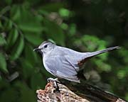Picture/image of Gray Catbird