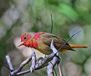 Picture/image of Summer Tanager