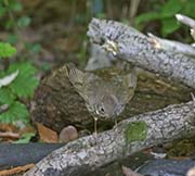 Picture/image of Gray-cheeked Thrush