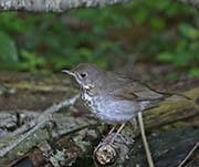 Picture/image of Gray-cheeked Thrush