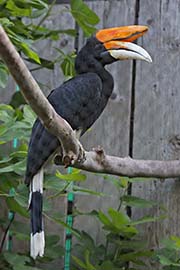 Picture/image of Rhinoceros Hornbill