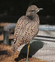 Picture/image of Spotted Thick-knee