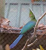 Picture/image of Livingstone's Turaco