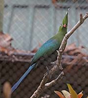 Picture/image of Livingstone's Turaco