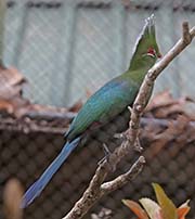 Picture/image of Livingstone's Turaco