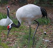 Picture/image of Red-crowned Crane