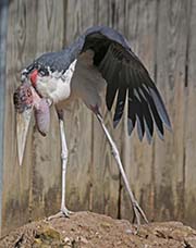 Picture/image of Marabou Stork