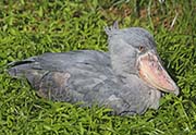 Picture/image of Shoebill