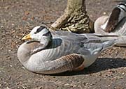Picture/image of Bar-headed Goose