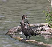 Picture/image of Neotropic Cormorant