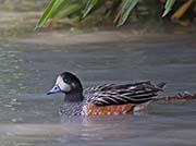 Picture/image of Chiloe Wigeon