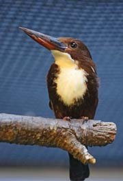 Picture/image of White-throated Kingfisher