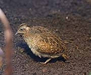 Picture/image of Madagascar Buttonquail