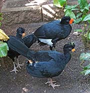 Picture/image of Yellow-knobbed Curassow
