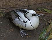 Picture/image of Smew