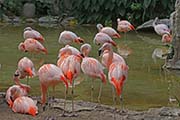 Picture/image of Chilean Flamingo