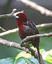 Picture/image of Silver-beaked Tanager