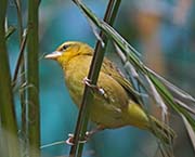 Picture/image of Taveta Golden Weaver