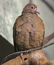 Picture/image of White-throated Ground-Dove