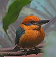 Picture/image of Micronesian Kingfisher