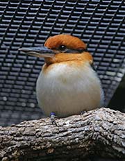 Picture/image of Micronesian Kingfisher