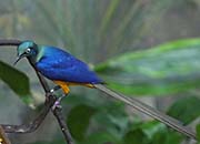 Picture/image of Golden-breasted Starling