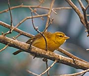 Picture/image of Yellow-crowned Bishop