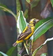 Picture/image of Yellow-crowned Bishop