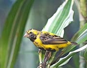 Picture/image of Yellow-crowned Bishop