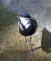 Picture/image of Spur-winged Lapwing
