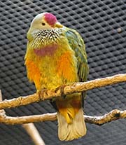 Picture/image of Mariana Fruit-Dove