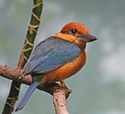 Picture/image of Micronesian Kingfisher