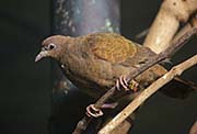 Picture/image of White-throated Ground-Dove