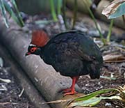 Picture/image of Crested Partridge