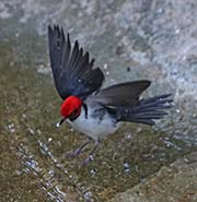 Picture/image of Red-capped Cardinal
