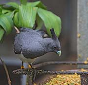 Picture/image of White-bellied Go-away-bird
