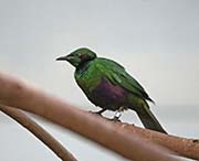 Picture/image of Emerald Starling