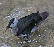 Picture/image of Cotton Pygmy-goose
