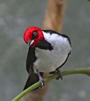 Picture/image of Red-capped Cardinal