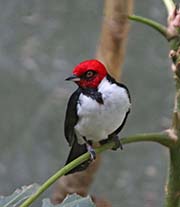 Picture/image of Red-capped Cardinal