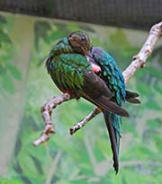 Picture/image of Golden-headed Quetzal