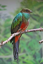 Picture/image of Golden-headed Quetzal