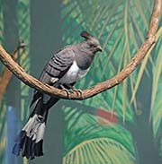 White-bellied Go-away-bird