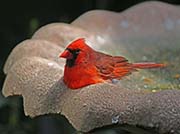 Picture/image of Northern Cardinal